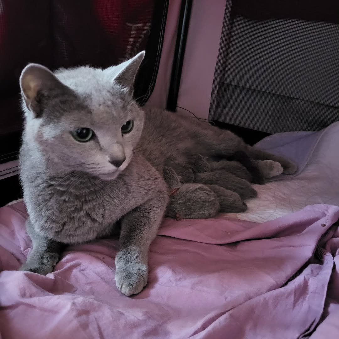 Russian Blue Queen Nursing Kittens California - Mother Cat with Babies - Devoted Russian Blue Mom - Healthy Kittens